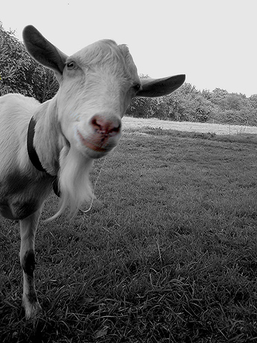 goat4
